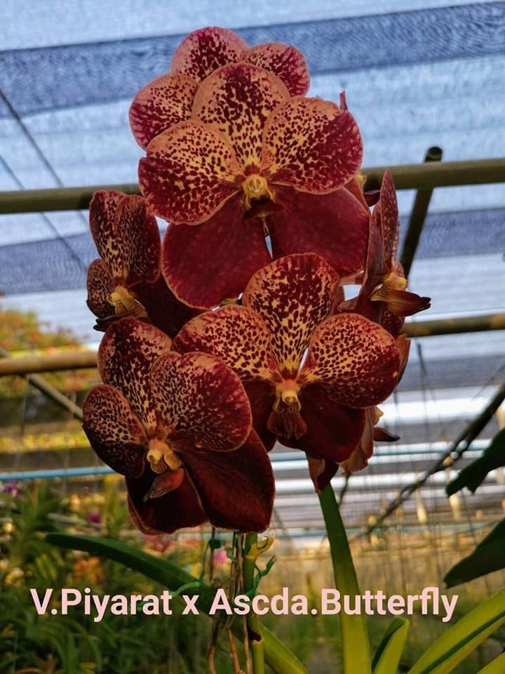 Vanda Orchid – ( Pityafly X Sankamphaeng)