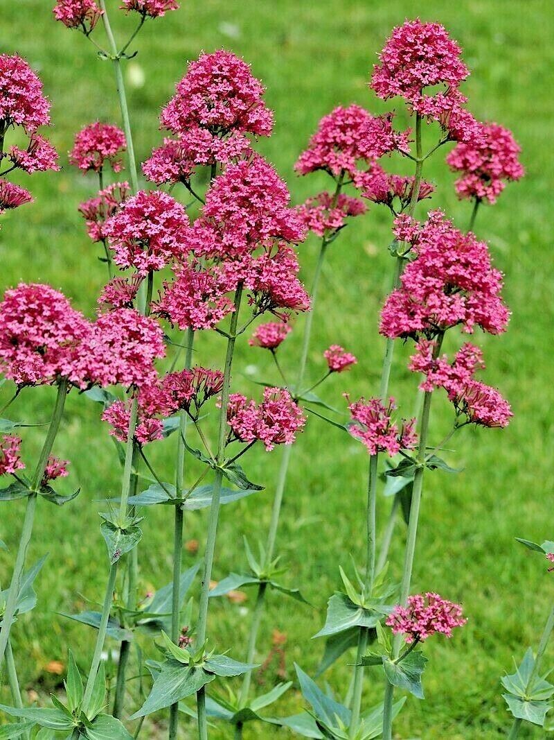 RED VALERIAN, 105 SEEDS, CENTRANTHUS RUBER, JUPITERS BEARD, KISS ME QUICK, PINK