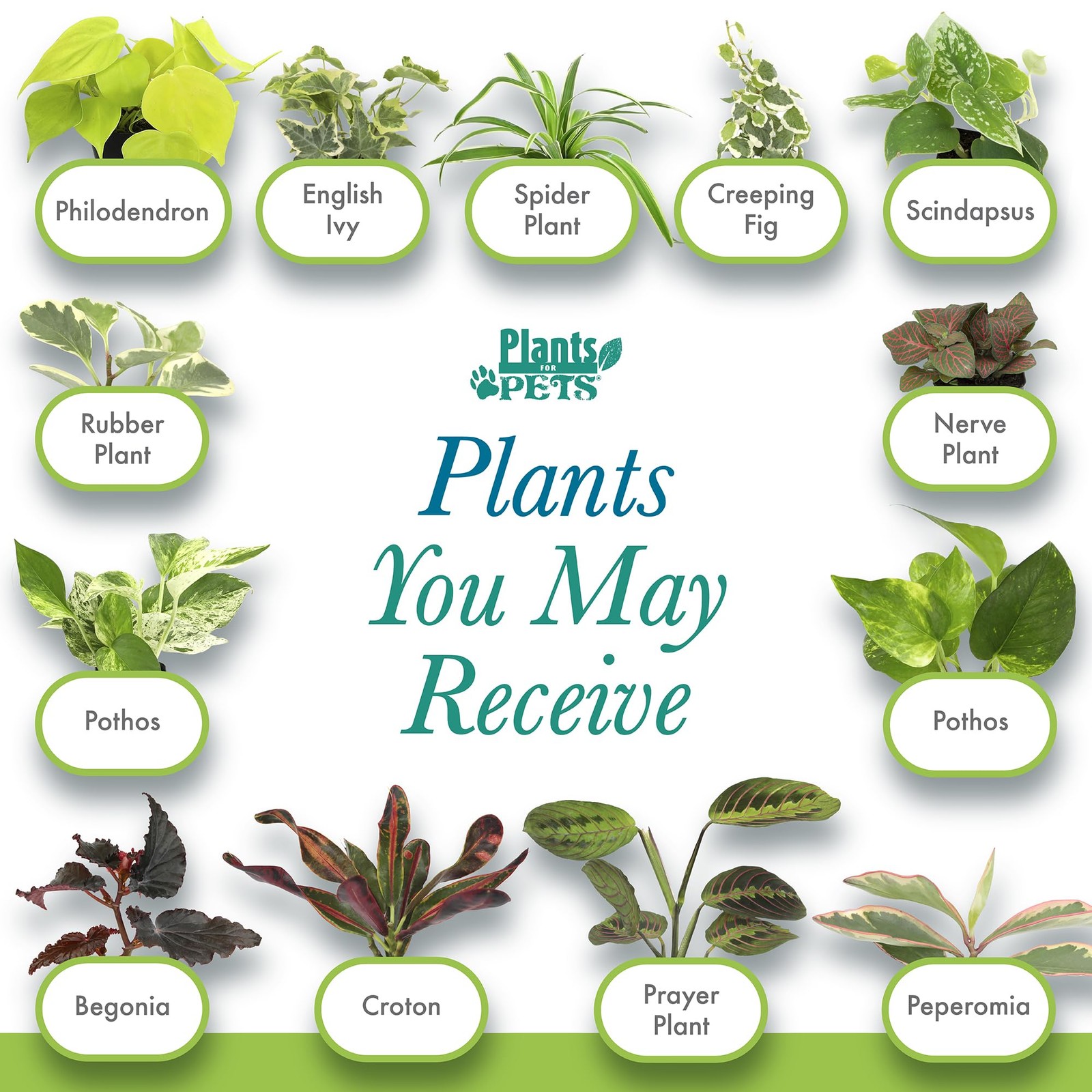 Easy to Grow Houseplants (Pack of 6), Live House Plants Pack 6, Multicolor