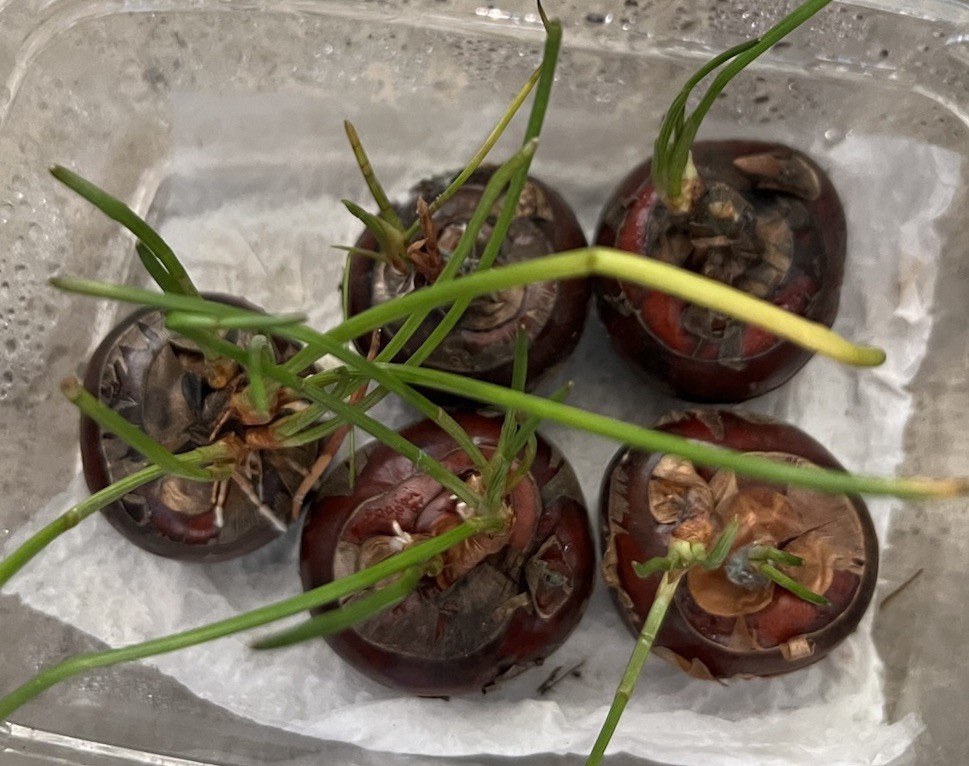 5pcs Sprouted Water Chestnut Bulbs Eleocharis Dulcis Ready to Plant