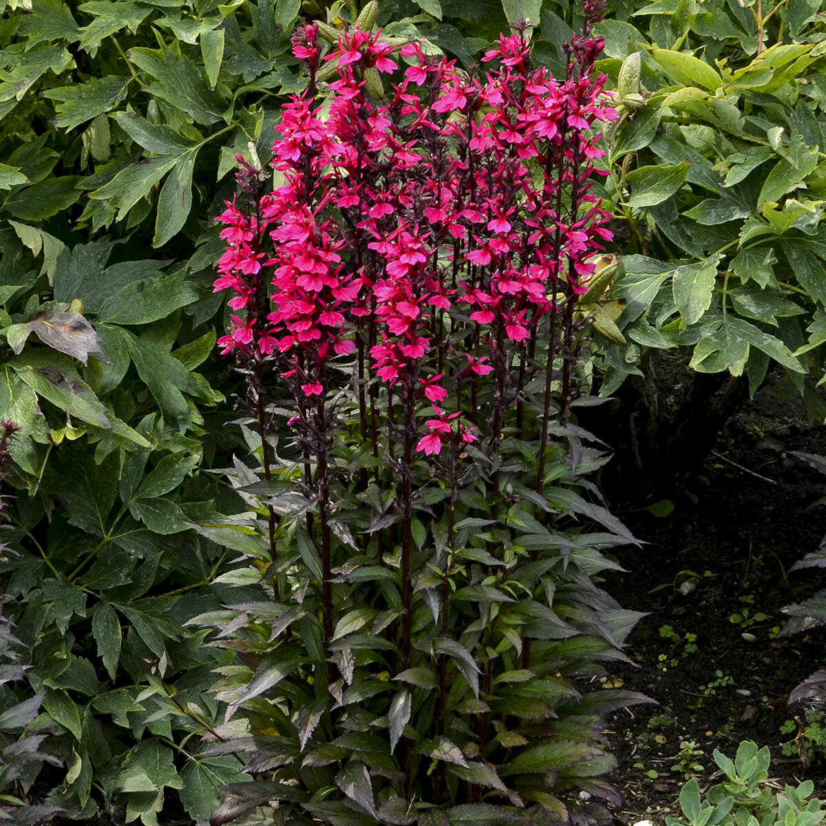 sun lobelia STARSHIP DEEP ROSE Cardinal Flower 2.5″ pot = 1 Live Potted Plant