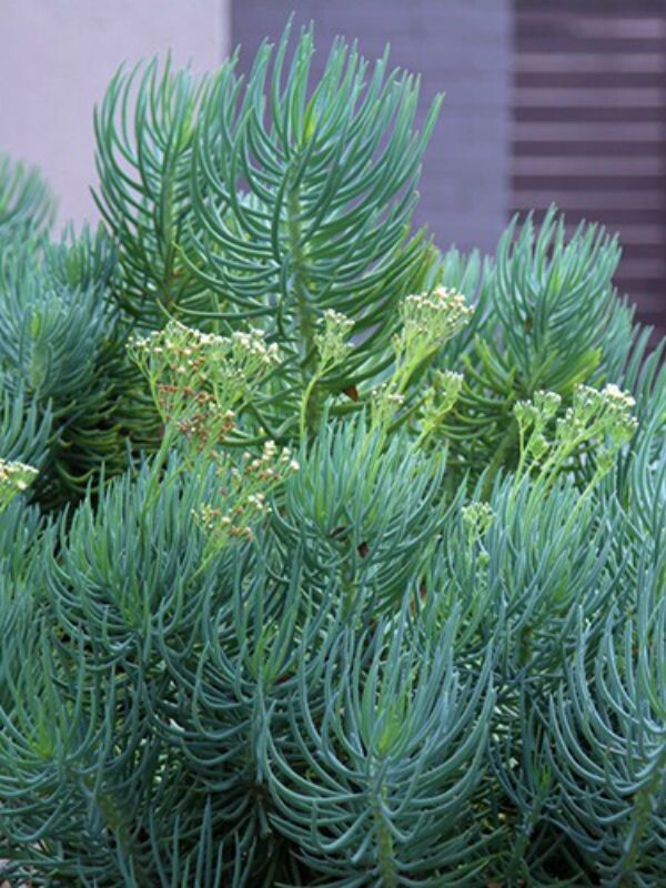 MERMAIDS COMB Blue Serpents Chalk Fingers Senecio Succulent Plant -3 Cuttings