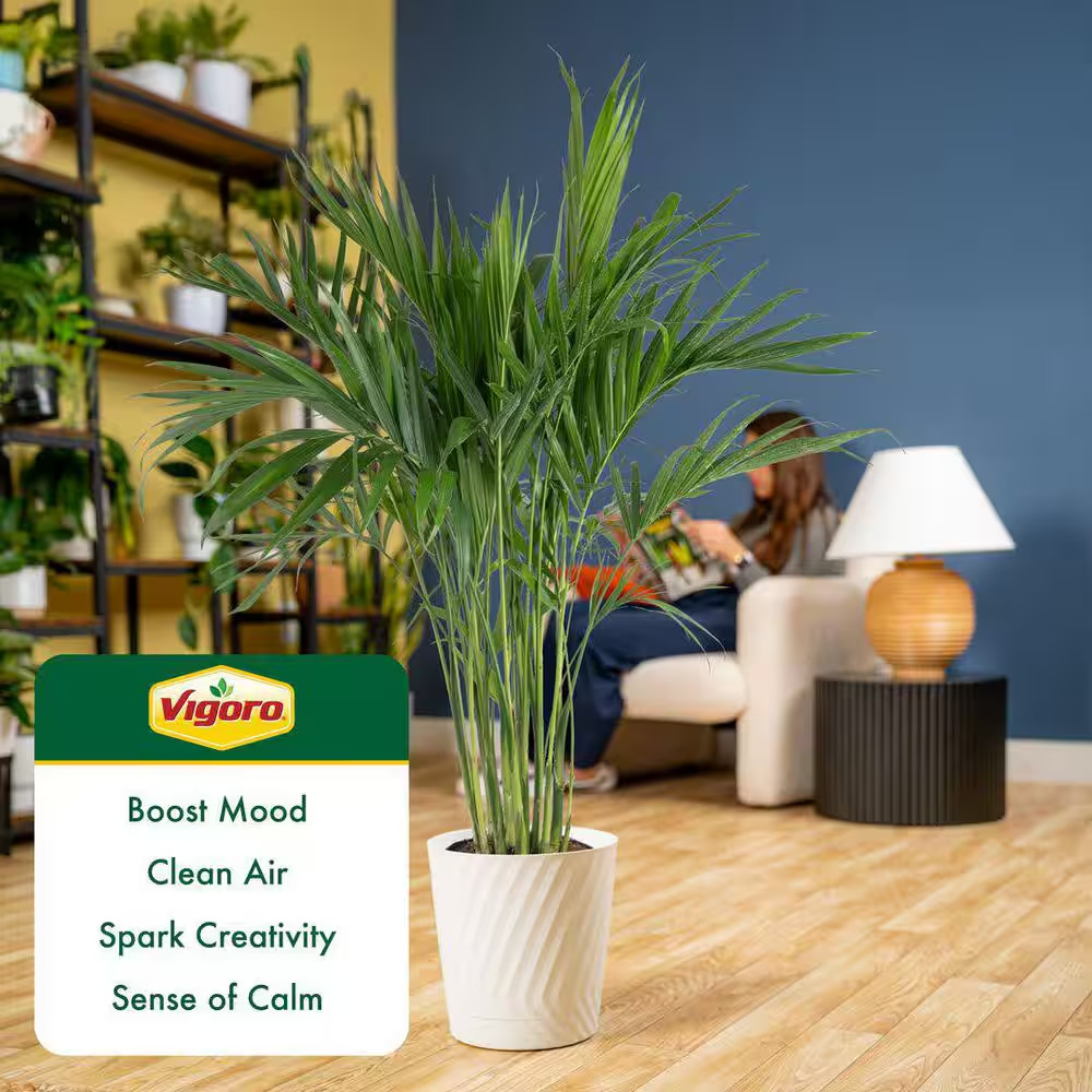 Cateracterum Indoor Palm (Cat Palm) Plant in 10In. White Decor Pot, Avg. Shippin