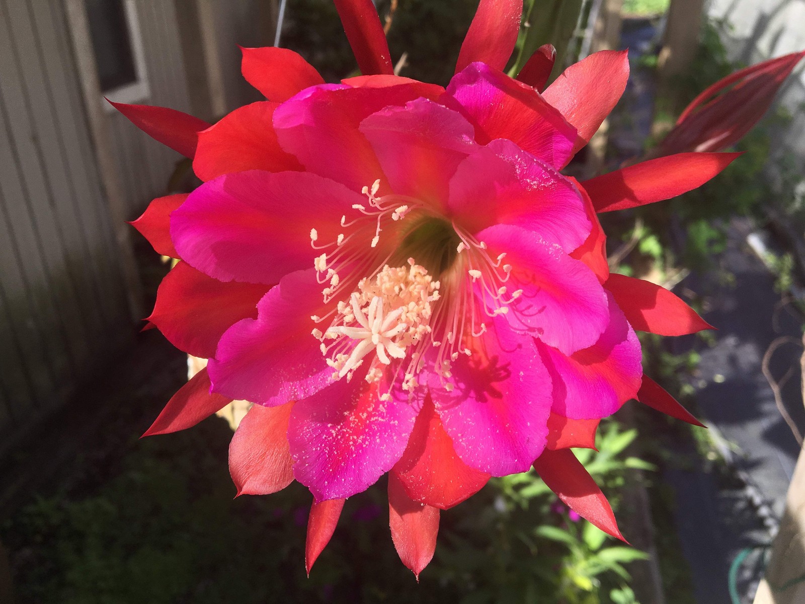 Epiphyllum Hybrid ‘Appeal’ Fully-Rooted Starter Pot –