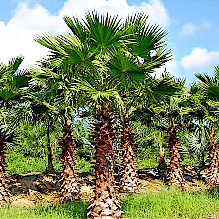10 Mexican Fan Palm Tree Seeds (Washingtonia robusta) Tropical Cold Hardy Plant