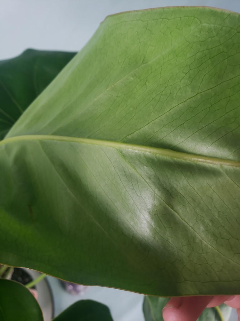 Anthurium Brownii 6″ pot, Fedex 2day