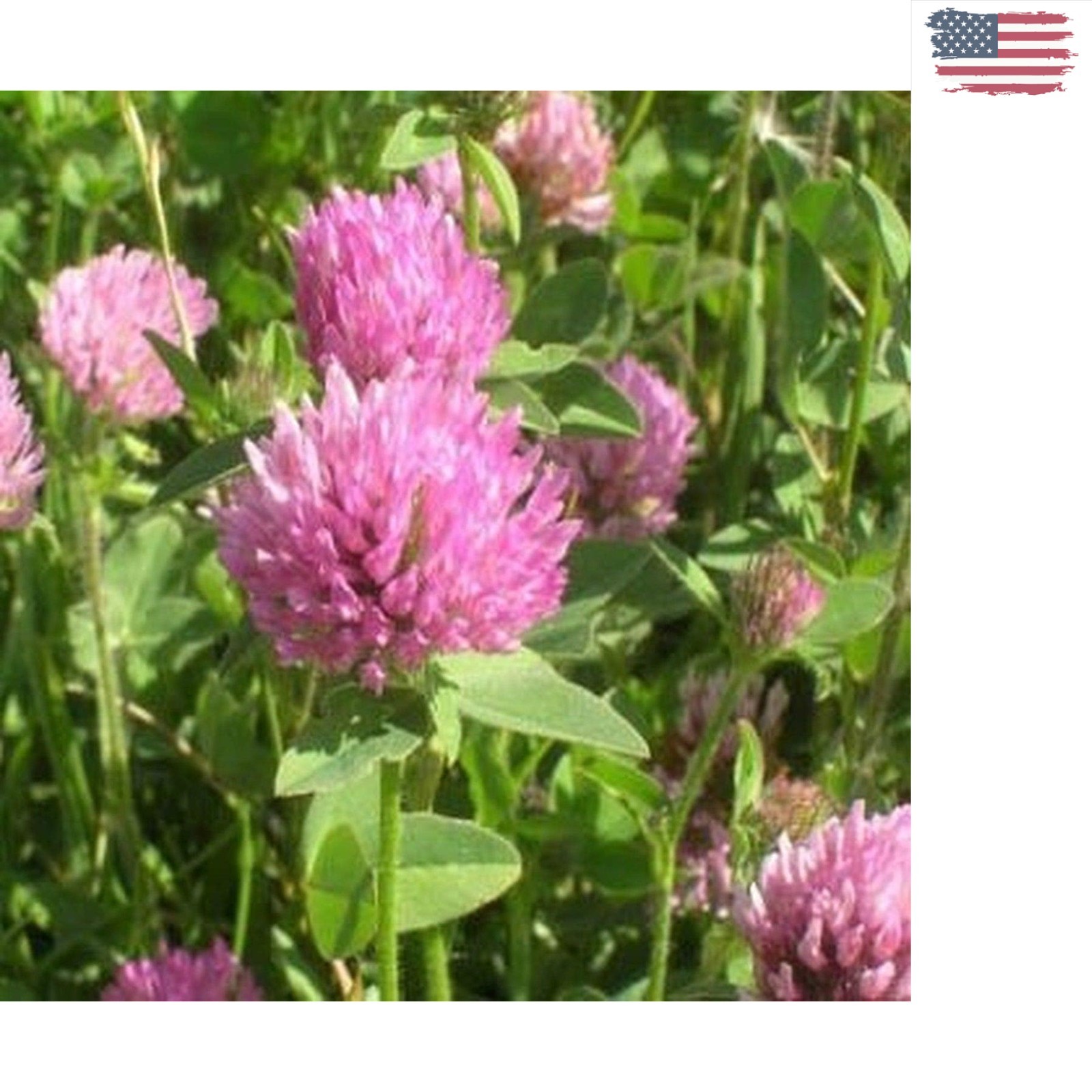 Drought-Tolerant Red Clover Seeds – 5 Lbs. for Sustainable Landscaping & Forage