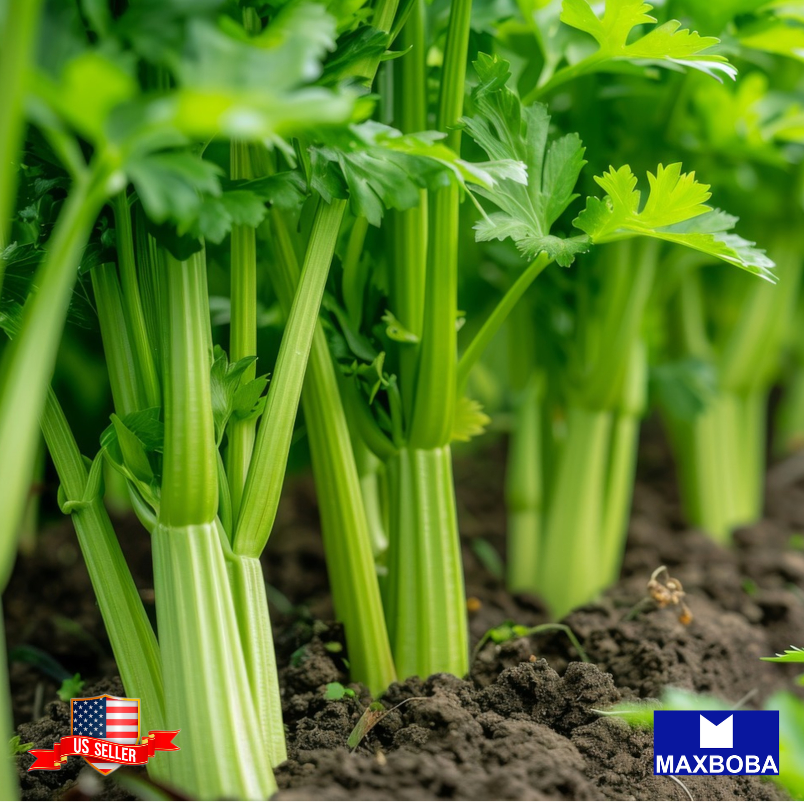 Fresh!! Celery Seeds Non-GMO Heirloom Vegetable