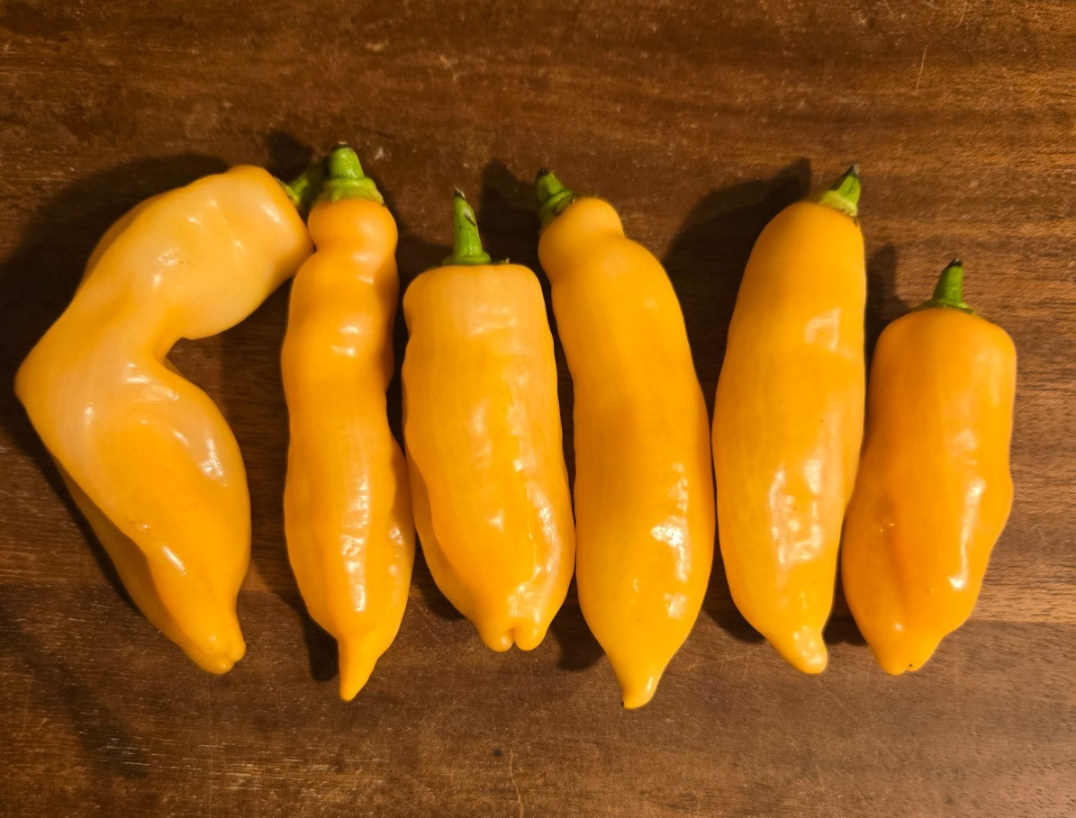 Sugar Rush Peach Organic Pepper 20+ Seeds – Harvested 2025 – Aji Bacattum