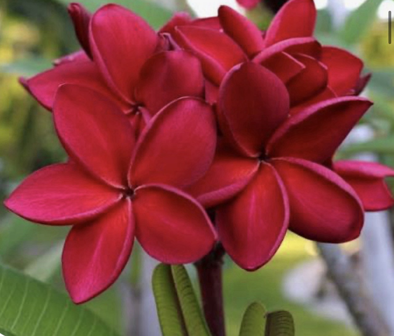 Red Siam Plumeria rubra Frangipani-Fully Rooted & Grafted Plant
