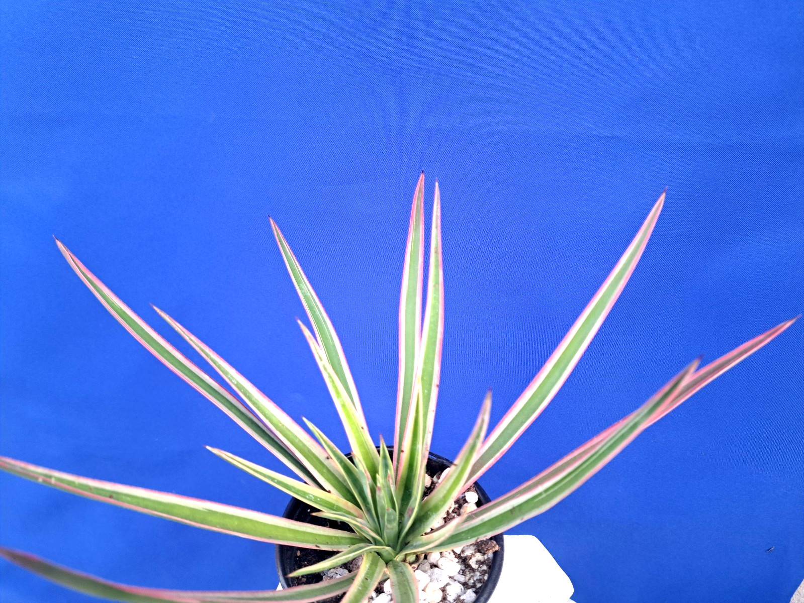 Yucca Aloifolia Variegated Tree Plant Succulent Cactus