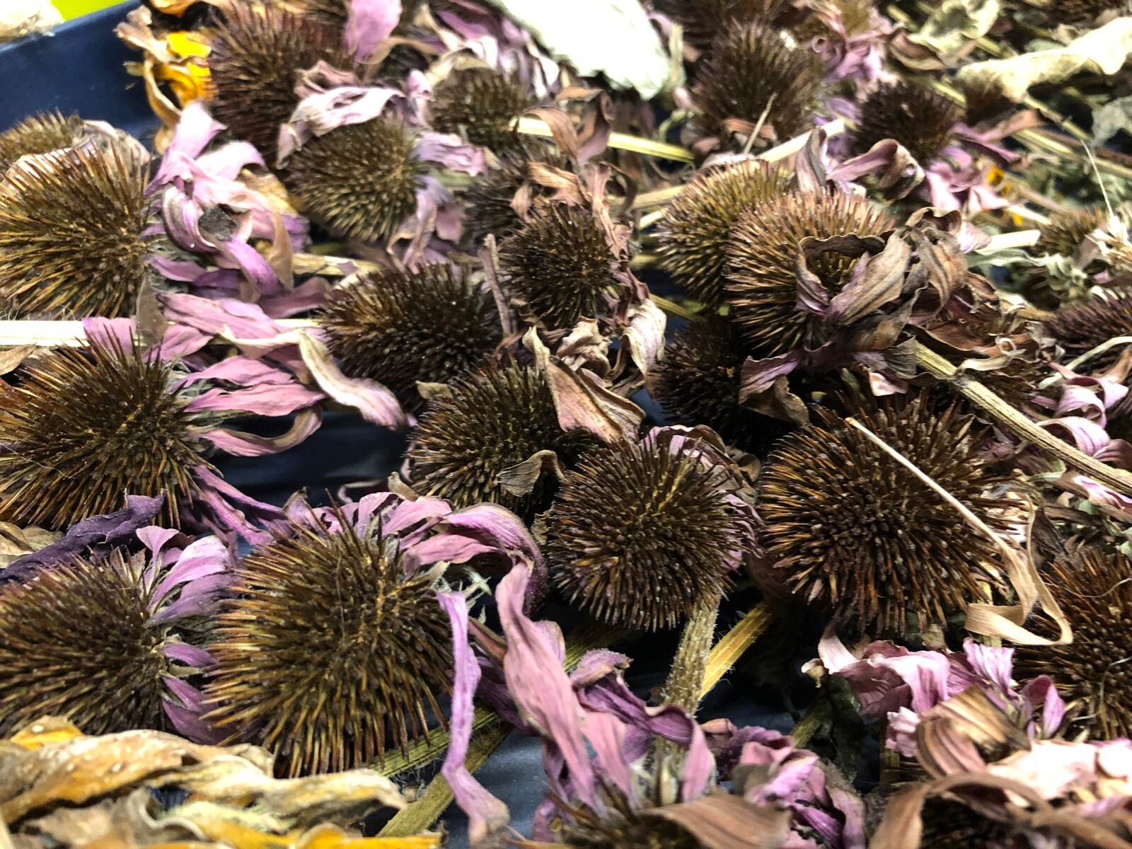 1 oz ECHINACEA Purple Coneflower Medicinal Herb Dried Seed Heads/Cones~ Variety