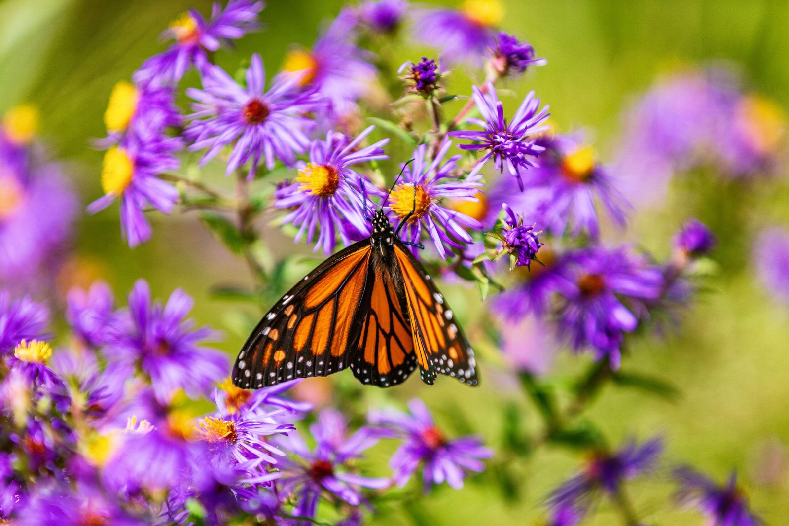 100 Purple NEW ENGLAND ASTER Novae var Angliae Michaelmas Daisy Flower Seeds