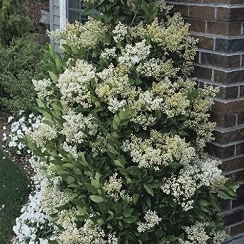 Ligustrum Waxleaf Privet | Quart | Ligustrum japonicum | Low Maintenance | Hardy
