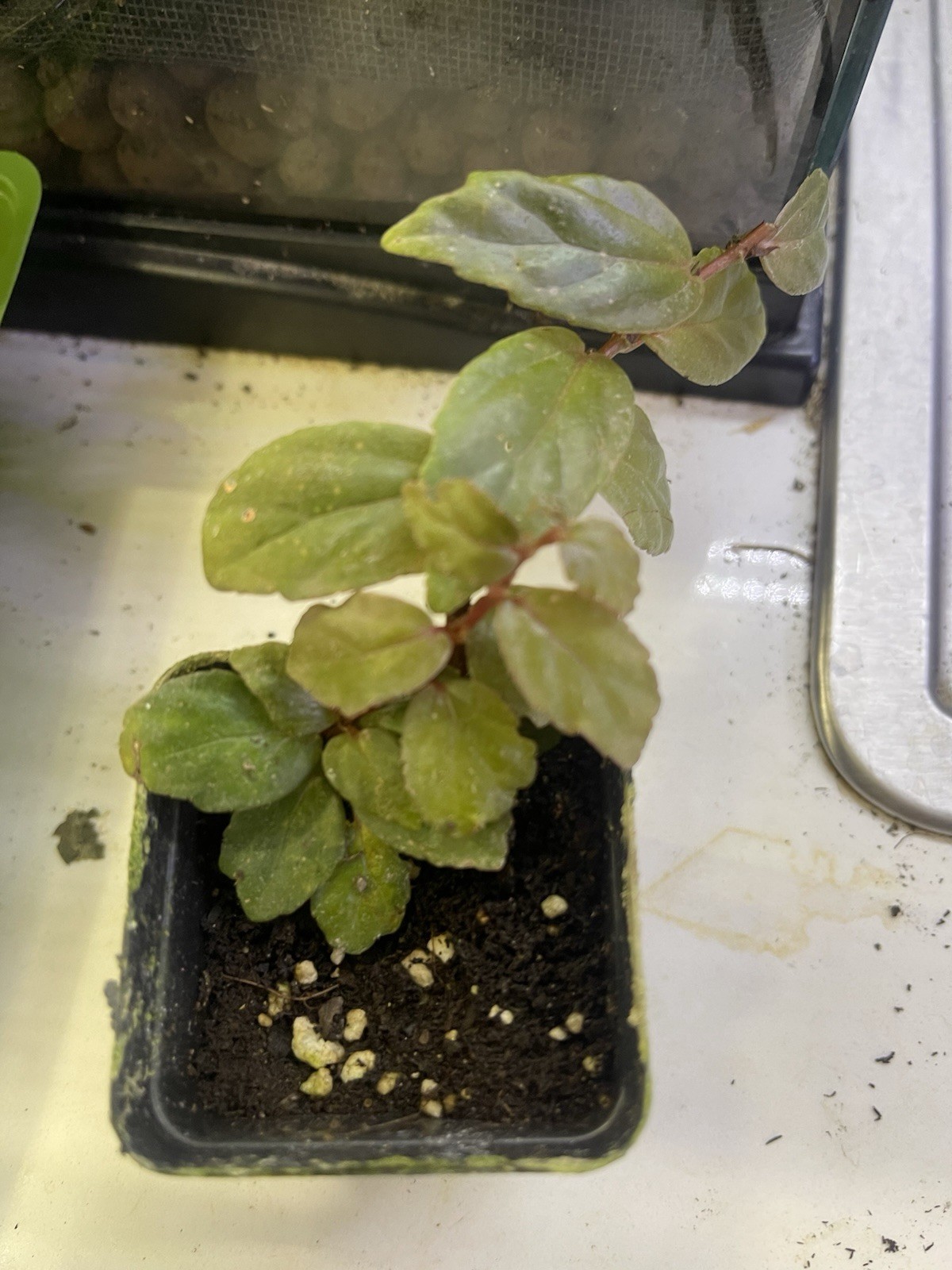 Begonia Glabra Vining Terrarium Plant Cutting Climbing Sorrel Red Green Leaves