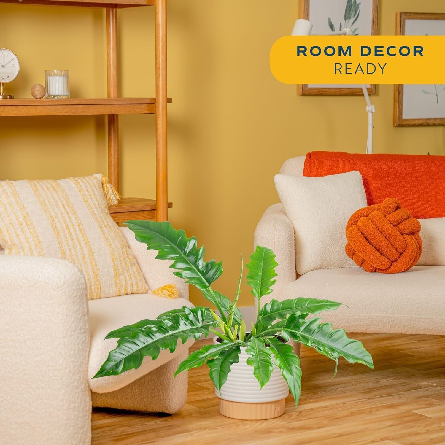 Philodendron Live Plant, Decorative Pot, Air Purifier, Home Office Decor