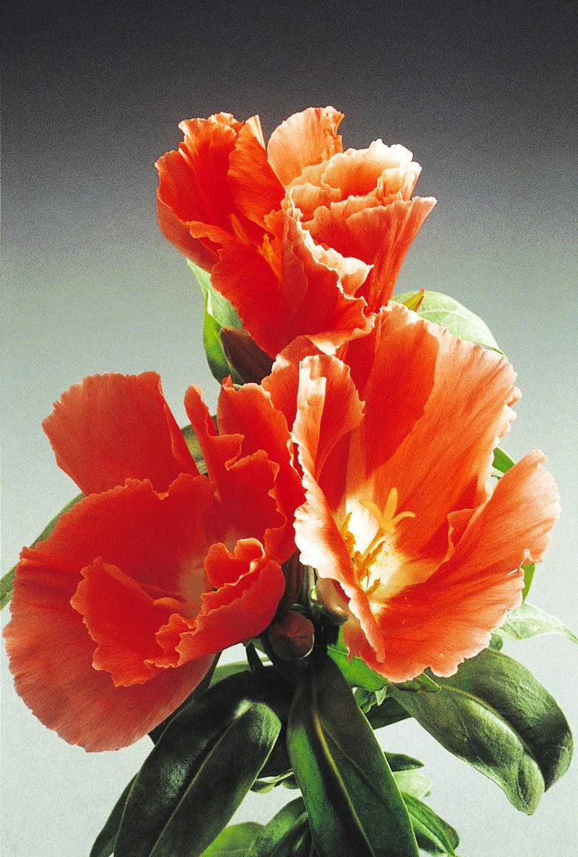 Orange Glory Godetia Seeds – For 2025 Planting Clarkia Azalea Double Flowering