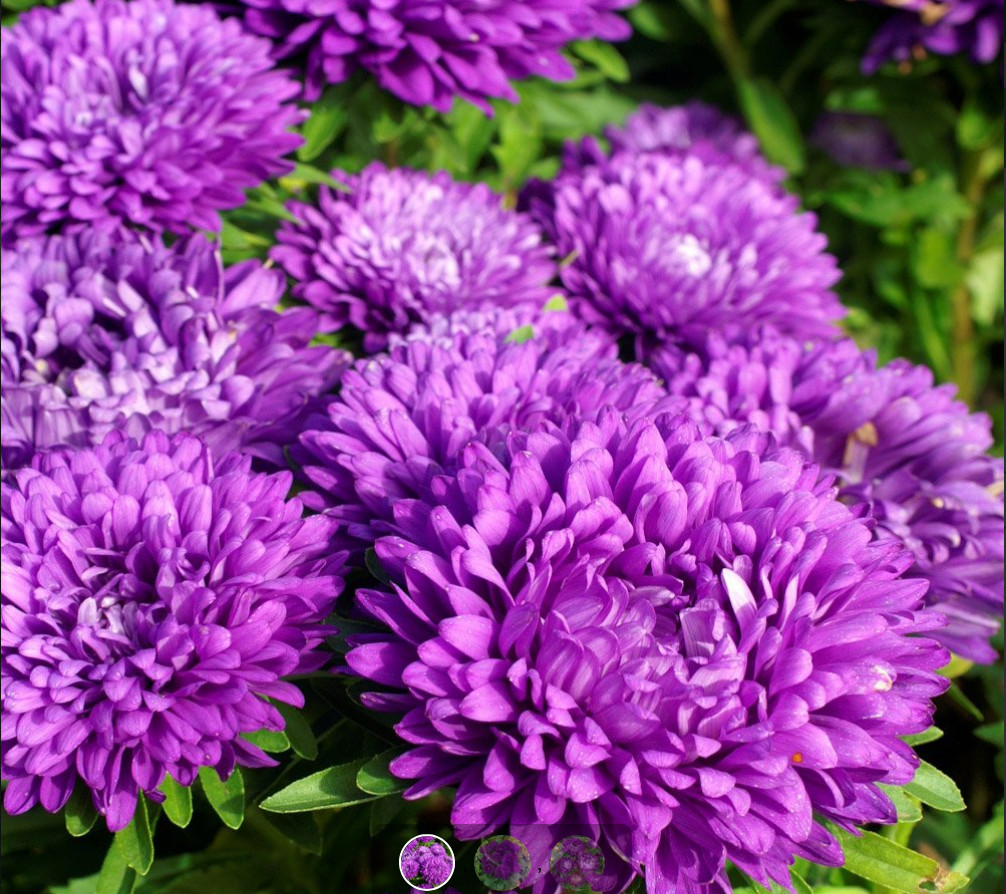 50 Seeds ASTER MILADY MIX Callistephus Dwarf, 10” tall, 3” flowers, fresh