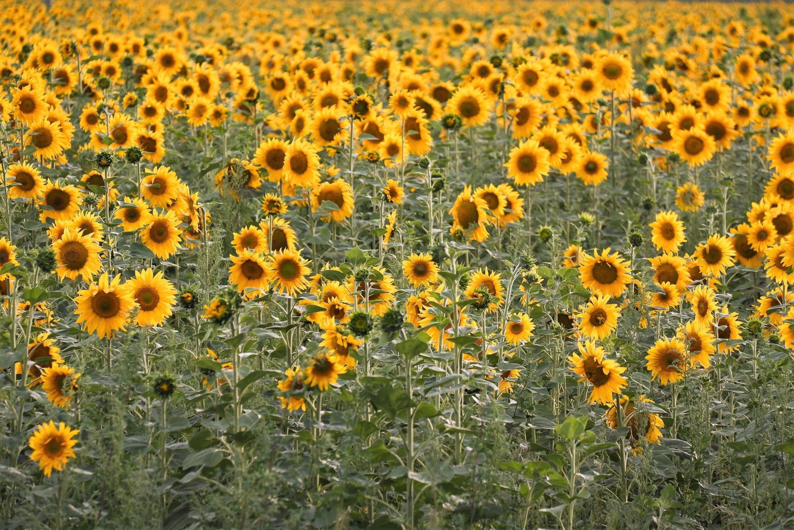 100 PEREDOVIK SUNFLOWER Helianthus Annuus Black Oilseed Yellow Flower Seeds