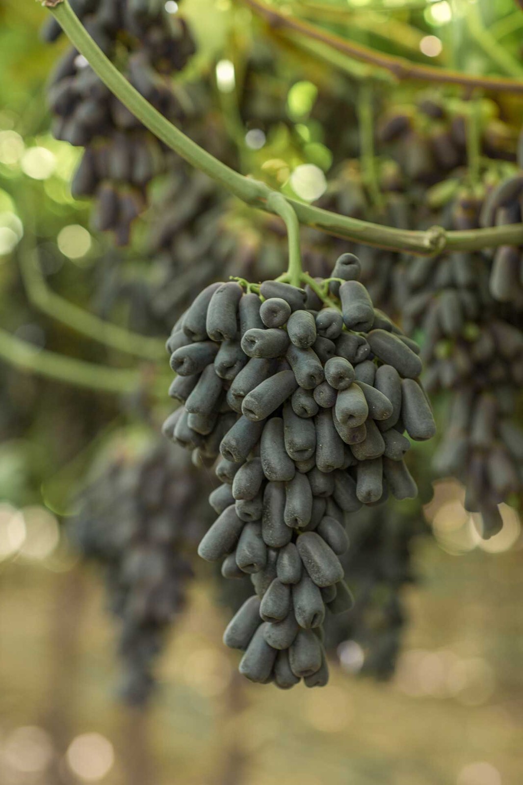 Rare SWEET SAPPHIRE Grape Vine – 3 cuttings , no roots- imported Australia