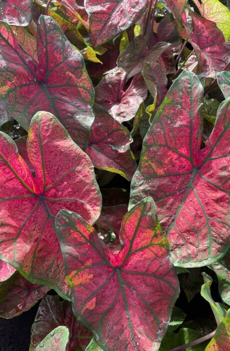 5 Fancy-Leaf CALADIUM Bulbs~FESTIVIA~RED Leaves w/Green Veins ~ FREE SHIP