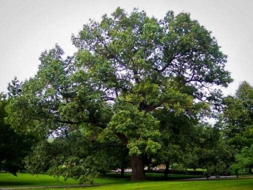 Black Oak Tree Seedlings for Planting | Quercus Velutina (1 Seedling)
