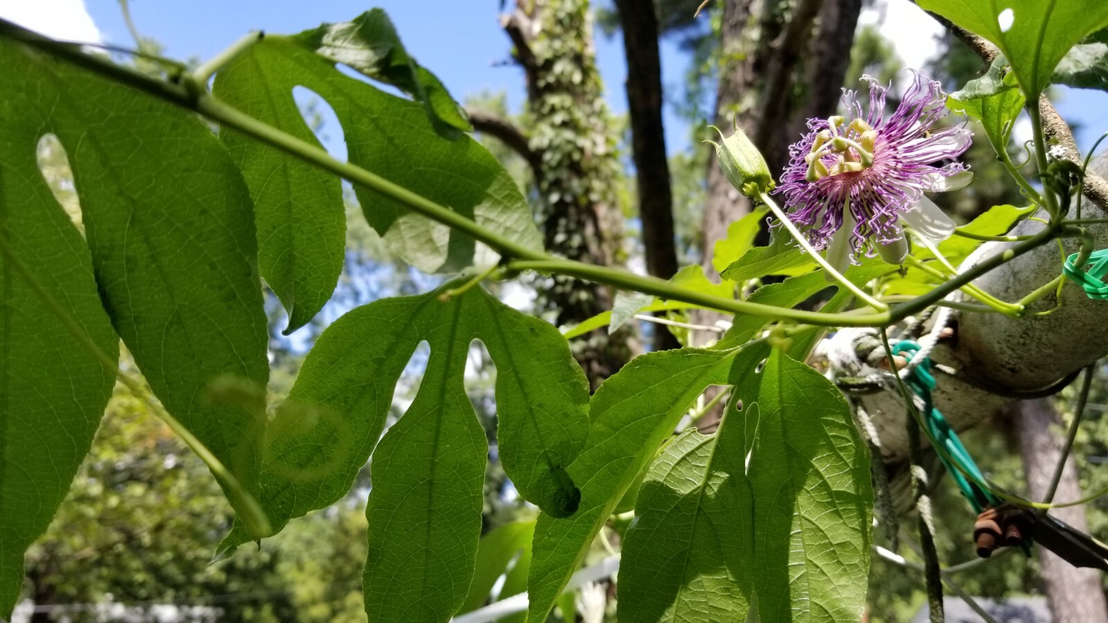 passion flower live plant/Maypop (buy one get one free for good measure)