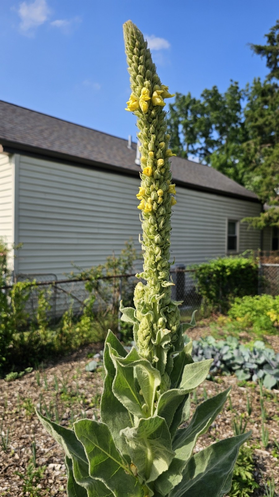 Great Mullein (Verbascum Thapsus) 1000 seeds/1 gram ORGANIC/2025