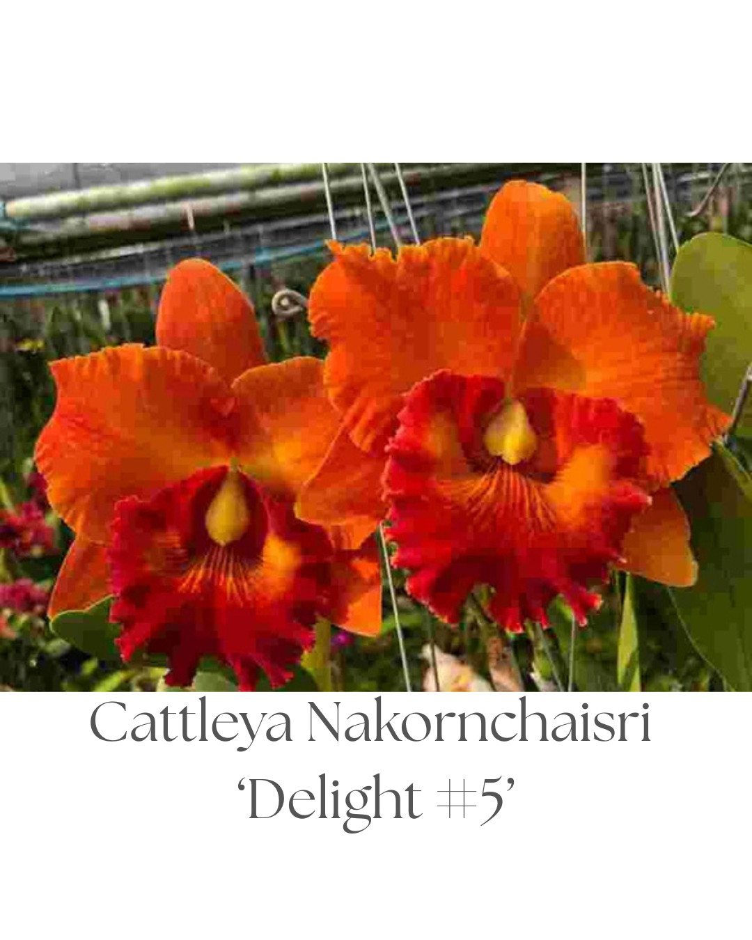 Cattleya Orchid Variety-BUNDLE of 5, 3.5 Inch Pots, Seedlings, See Description
