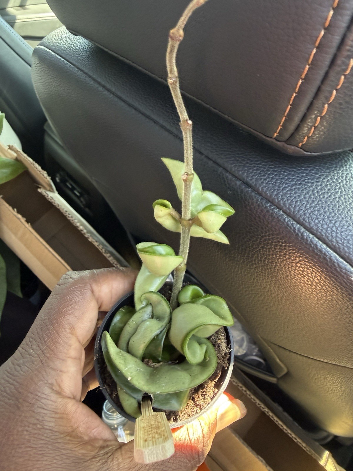 hoya hindu rope Well rooted Plant
