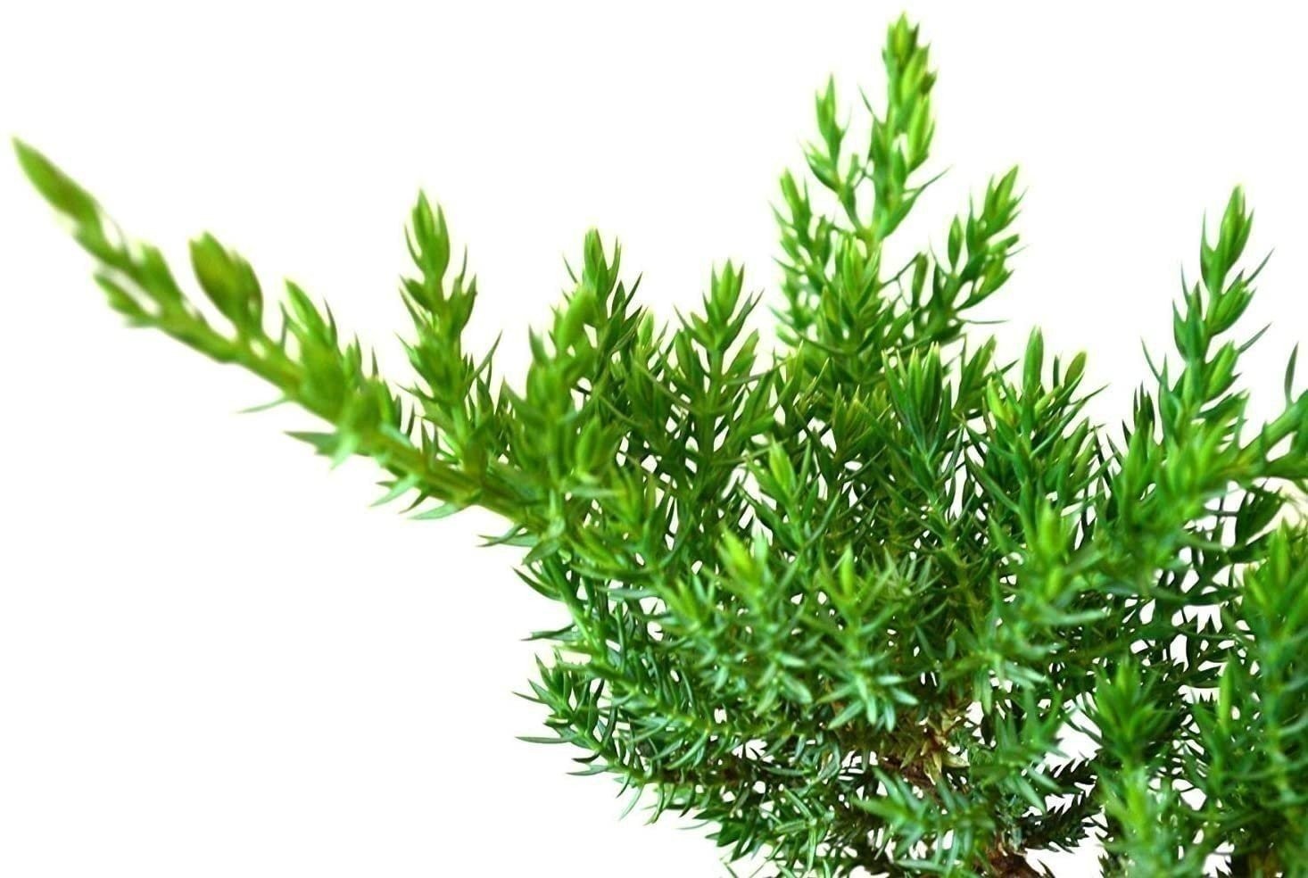 Juniper Procumbens Nana | 2 Inch | Juniperus procumbens | Groundcover Plant