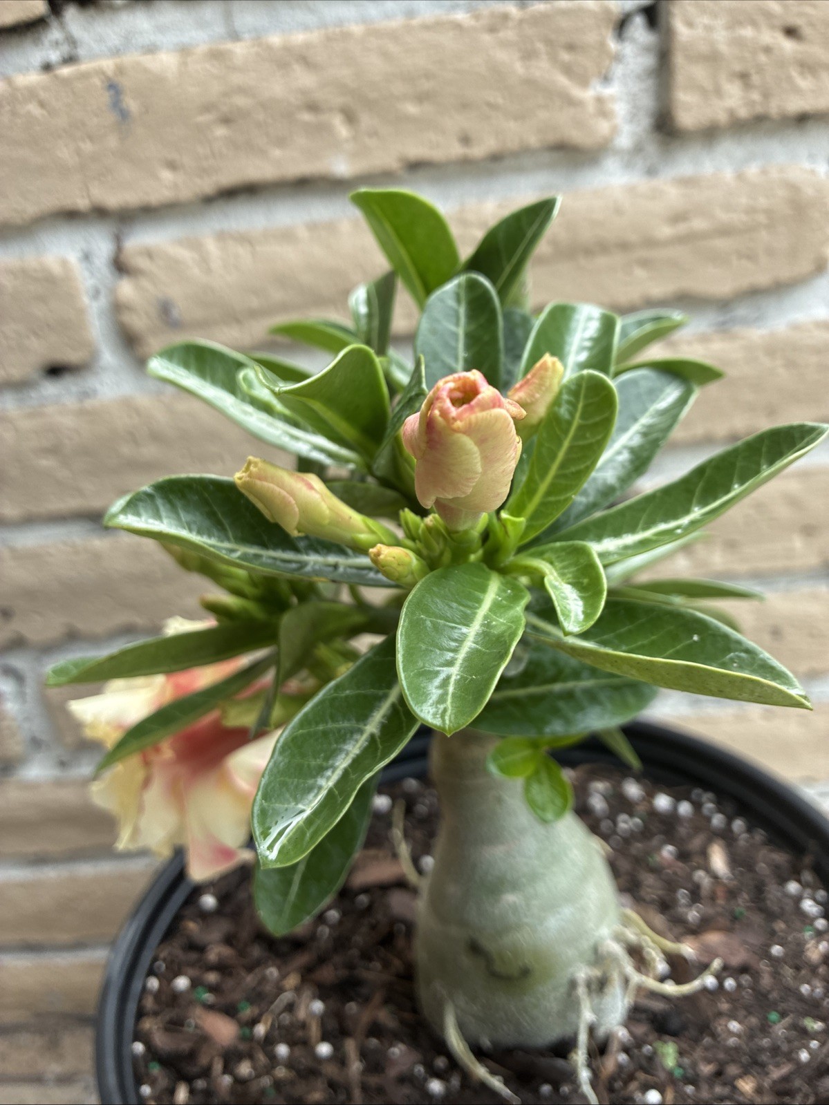 Beautiful Desert Rose Exotic Color Live Plant Soft Yellow With Double Petal Rare