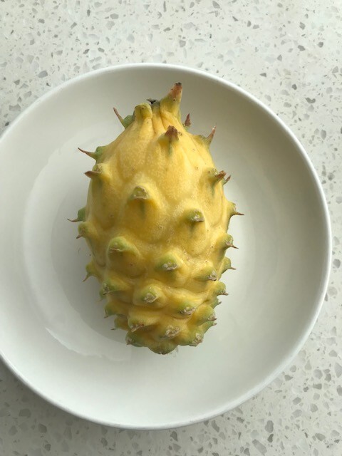 Gaint Yellow Dragon Fruit Pitaya Selenicereus 7″-10″ (2) pieces