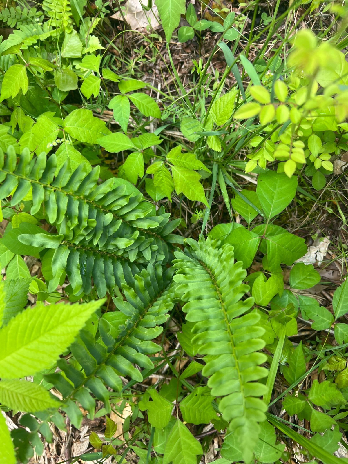 Live Christmas Fern Root – Bare Root Woodland Perennial – Native Smoky Mountains