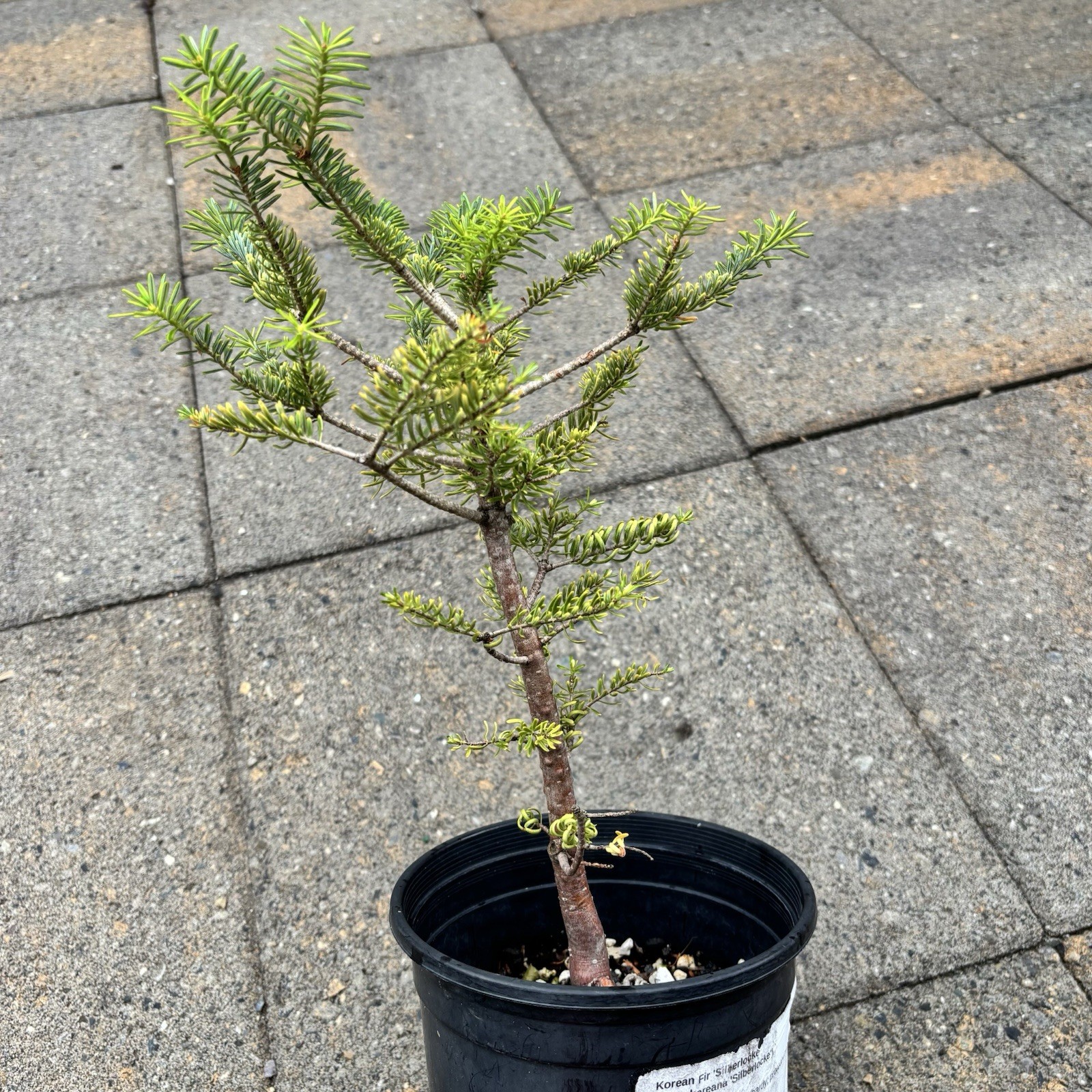 Korean Fir “silberlocke” bonsai, Beautiful Reddish Bark, Very Healthy!