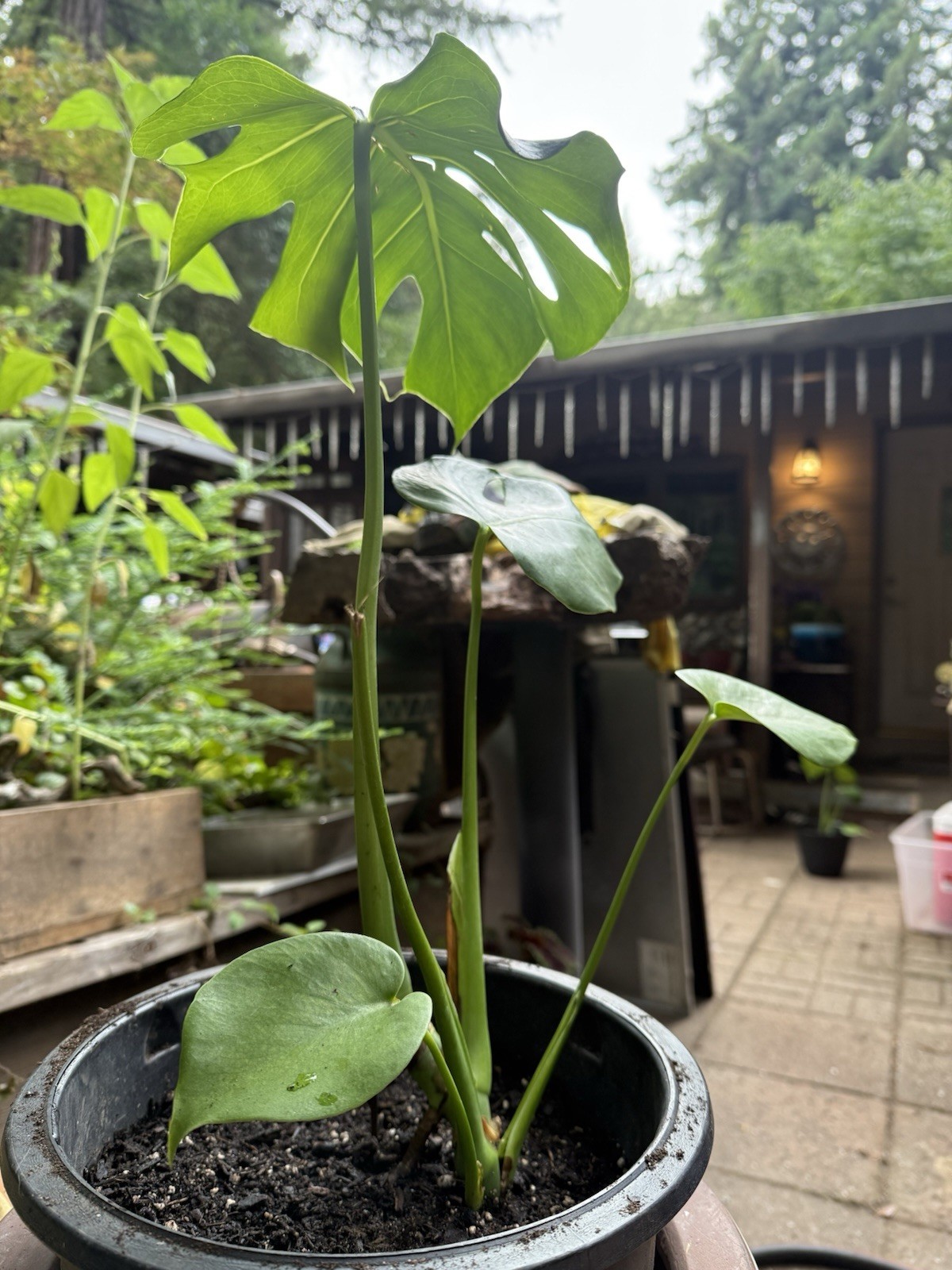 16in Monstera deliciosa