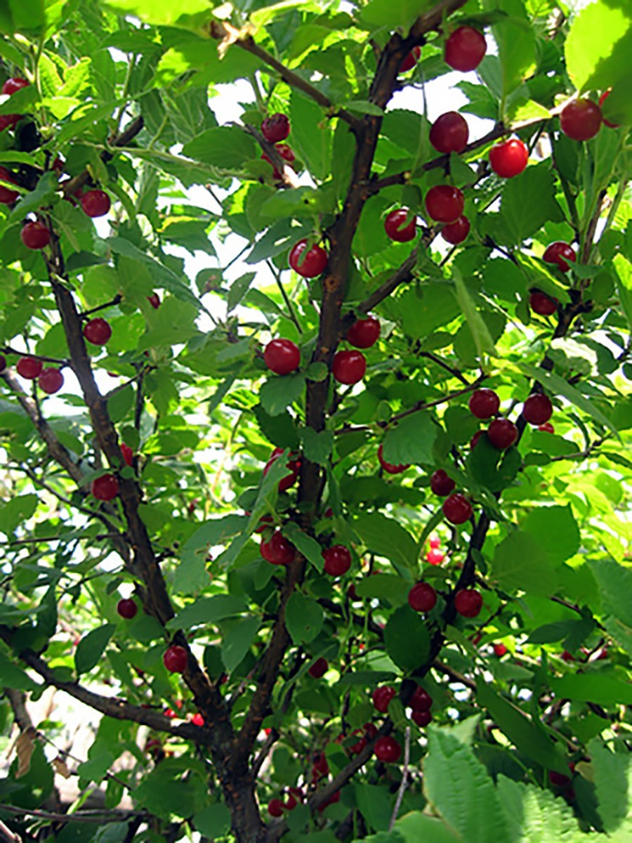 Nanking Cherry, Prunus tomentosa, Shrub Seeds (Edible, Hardy, Fast)