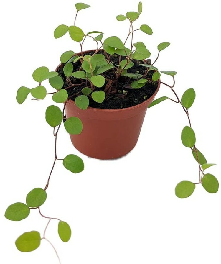 Muehlenbeckia Biblical Angel Vine Live Houseplant Terrarium Fairy Garden 2.5″Pot