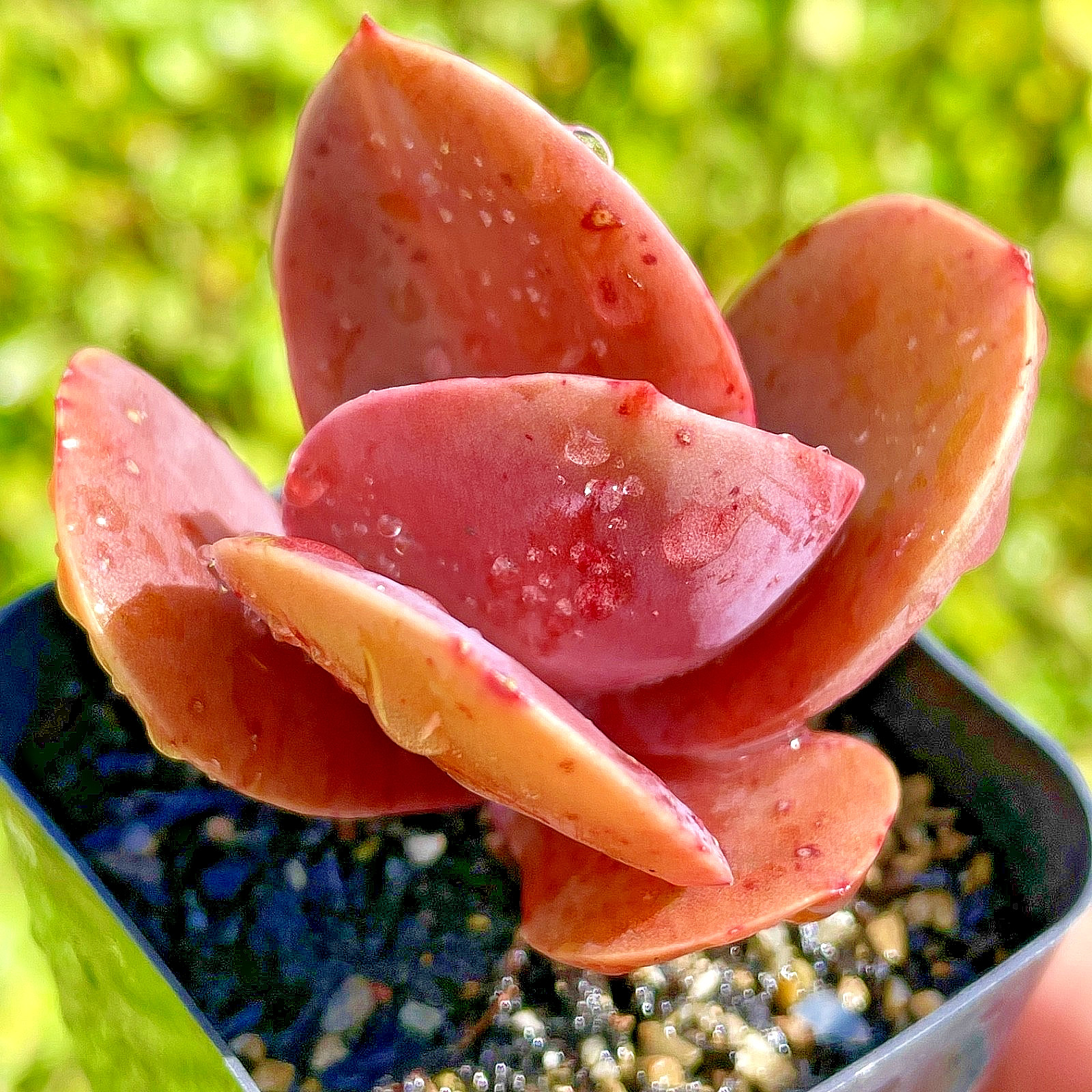 Rare Imported Burgundy Red Pink Paddle Succulent Rooted Live Plant 2.5-3″
