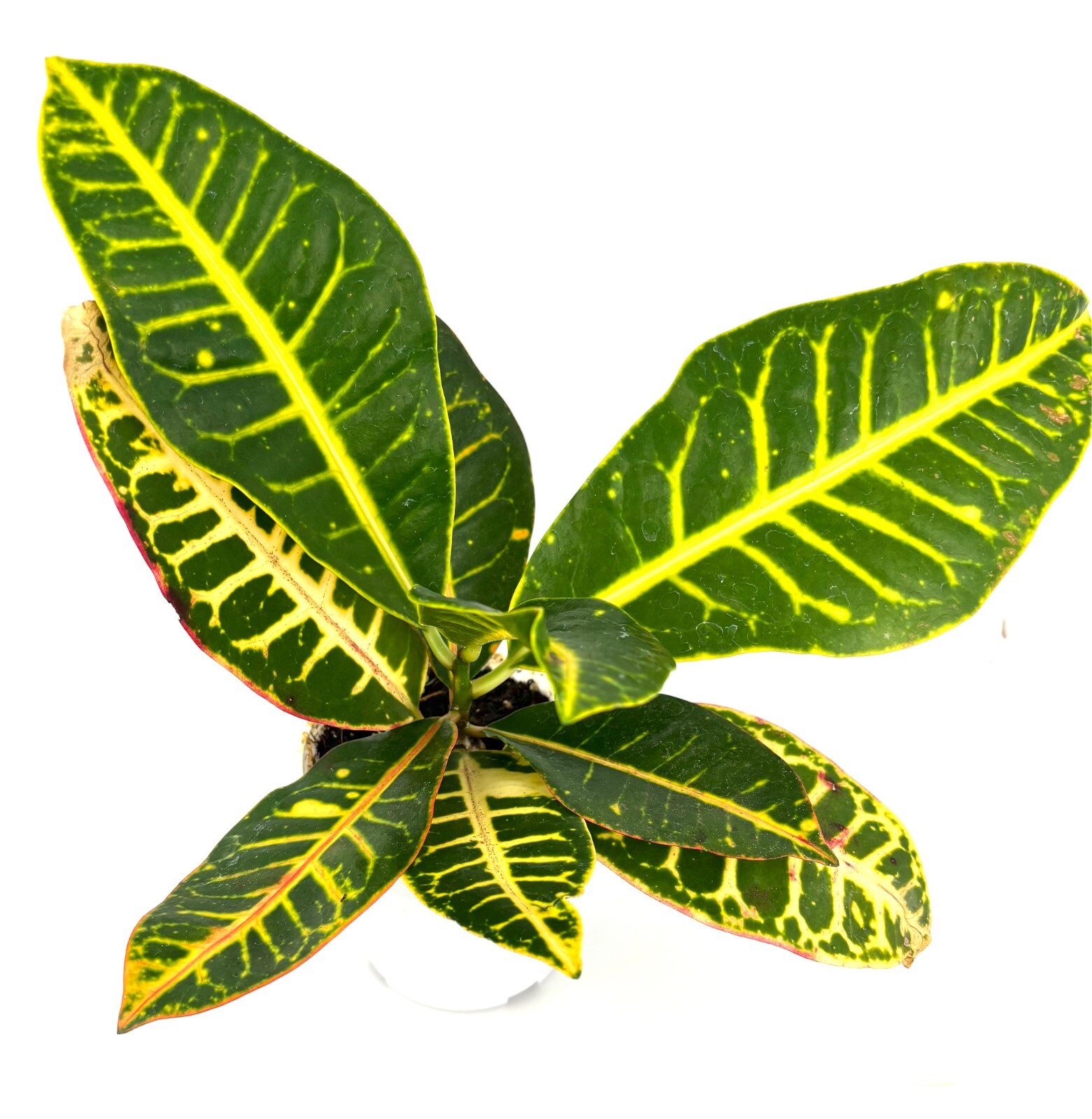 Croton Petra Air Purifying Houseplant, 4” Pot