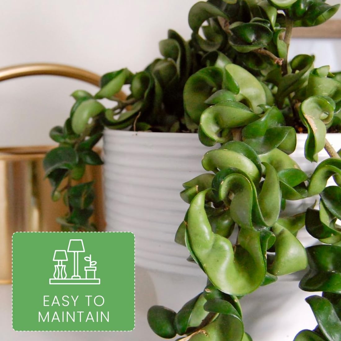 American Plant Exchange Hoya Compacta Hindu Rope 4-Inch Pot Live Flowering Wax