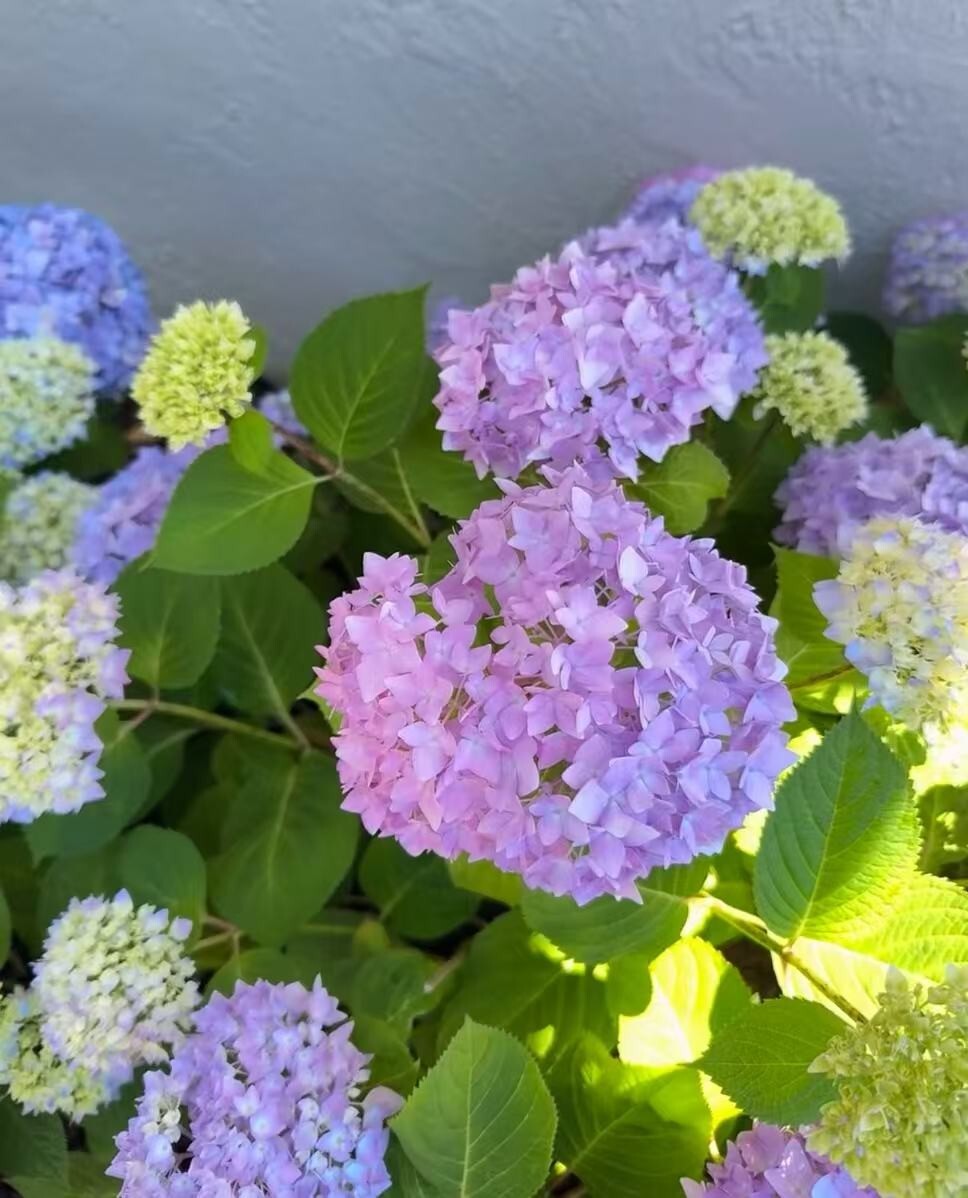 30 Mixed Blue Hydrangea Seeds Giant Snowball Fast Growing Flower