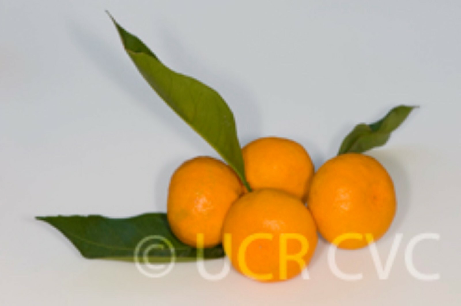 California only!! Owari Satsuma Semi-Dwarf Mandarin 25-36″ tall
