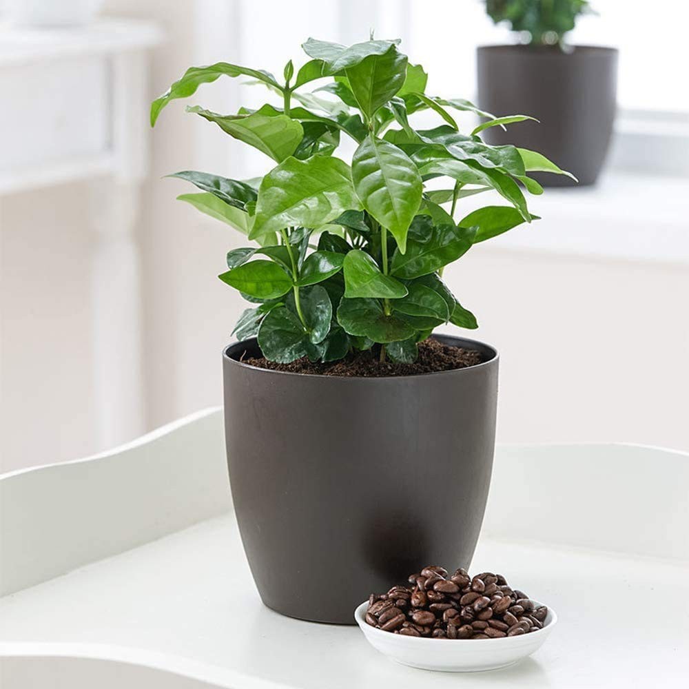 American Plant Exchange Arabica Coffee Live Plant, 6″ Pot, Flowering Indoor