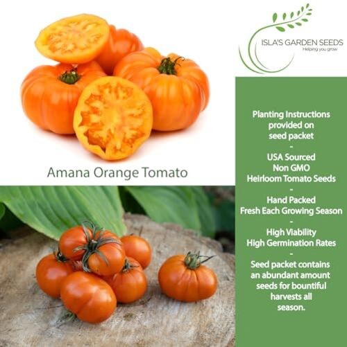Amana Orange Beefsteak Tomato Seeds (Solanum lycopersicum) – 50+ Heirloom Non