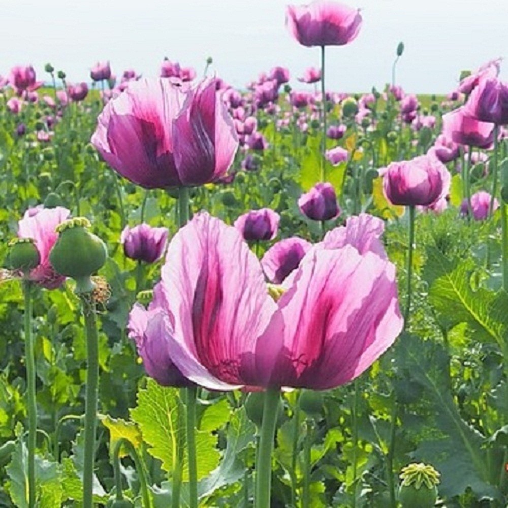 20,000 Hungarian Poppy Seeds Stratified Papaever Somniferum Import For Planting