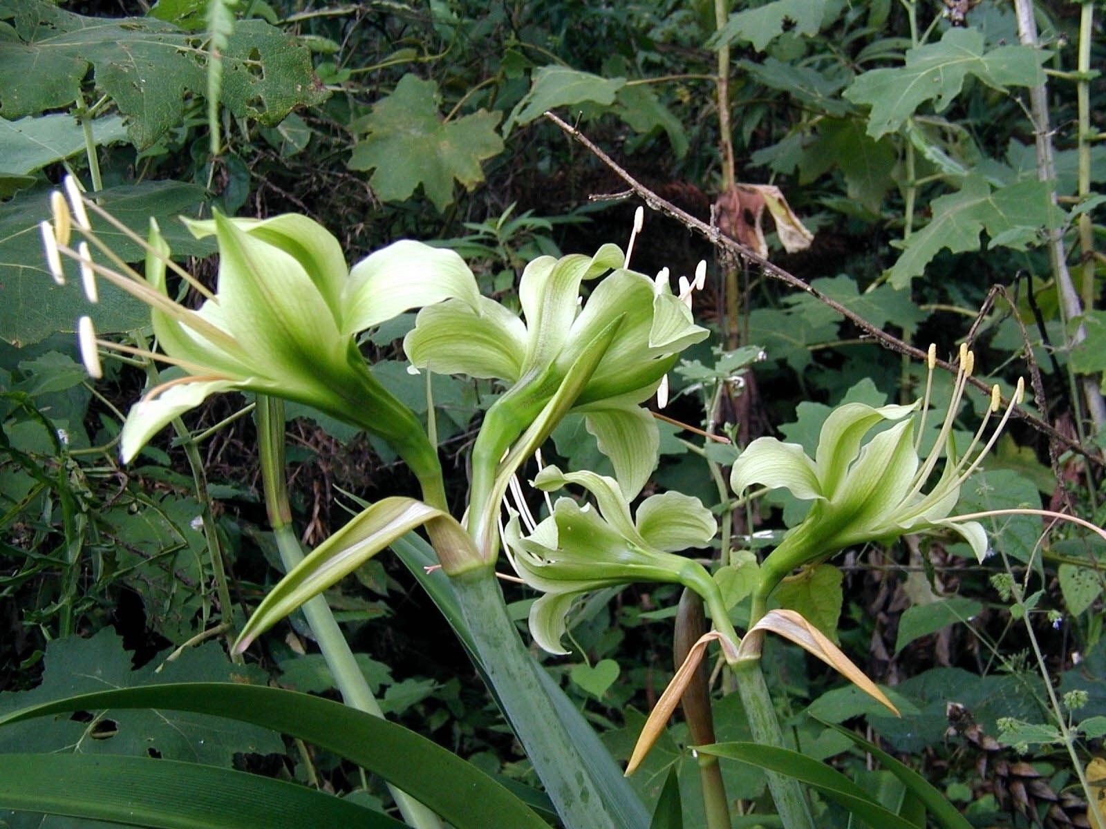 Rare Hippeastrum calyptratus Green Species Amaryllis 2” Seedling 2 Bulbs Per Pot