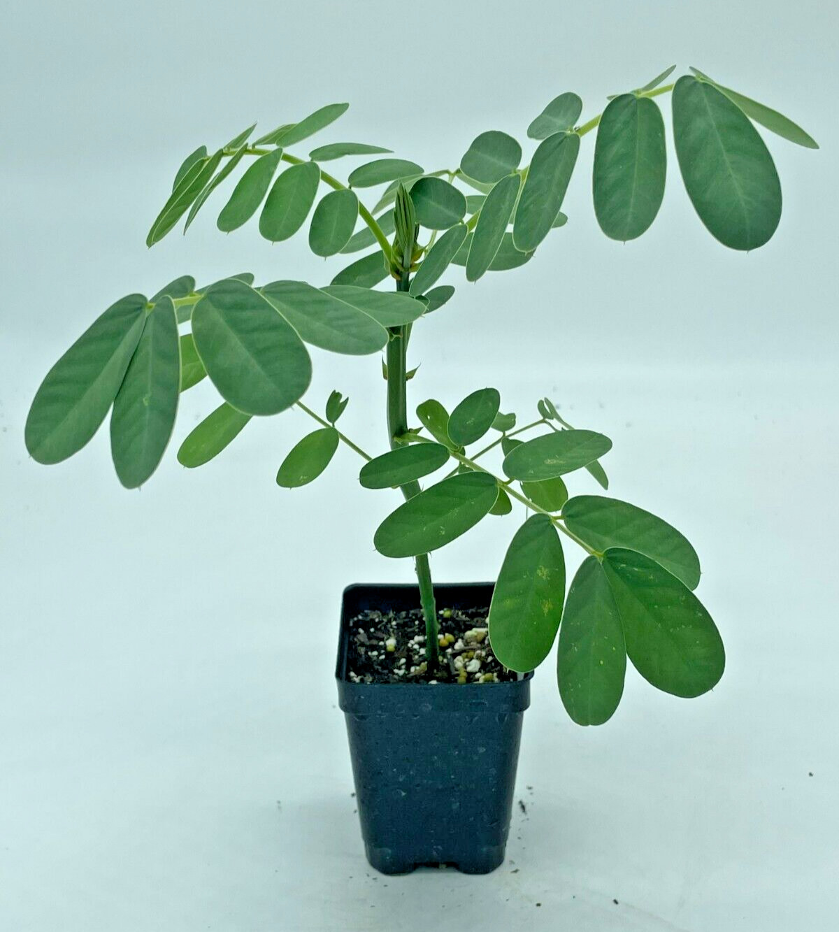 Cassia, Popcorn Live 3″ Starter Plant – Senna didymobotrya – Amazing Blooms!