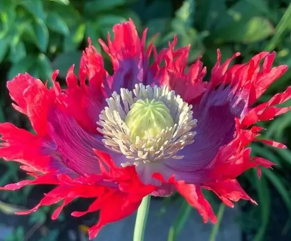 20,000 Drama Queen Poppy Seeds – P. Somniferum – 6.2 Grams – Large Frilly Reds
