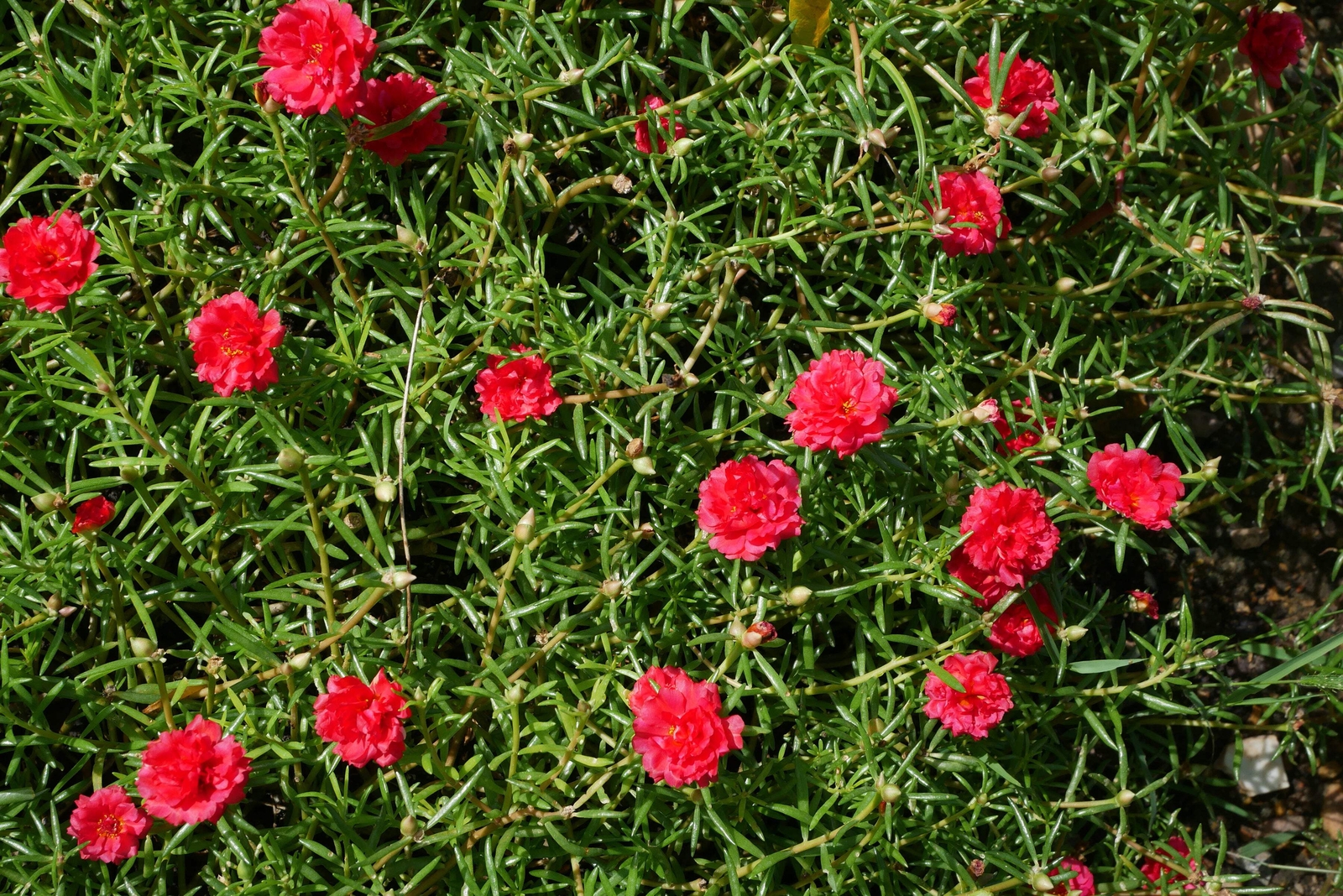 100 RED PORTULACA Grandiflora / MOSS ROSE Flower Seeds *Flat S/H